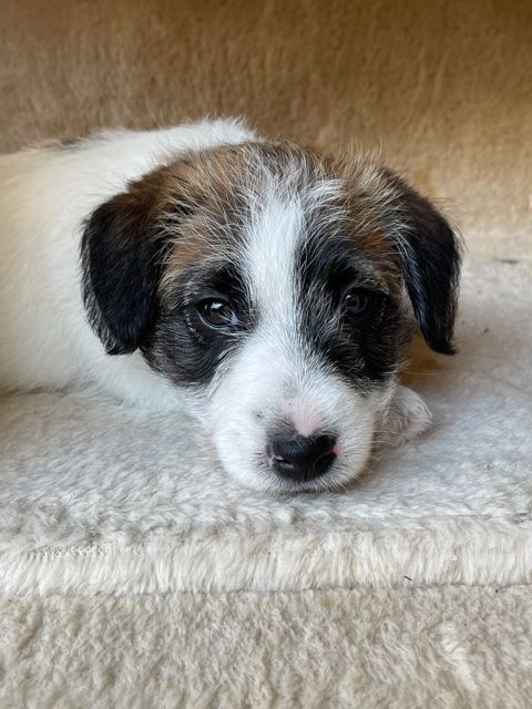 De L'oelenberg - Jack Russell Terrier - Portée née le 21/08/2021