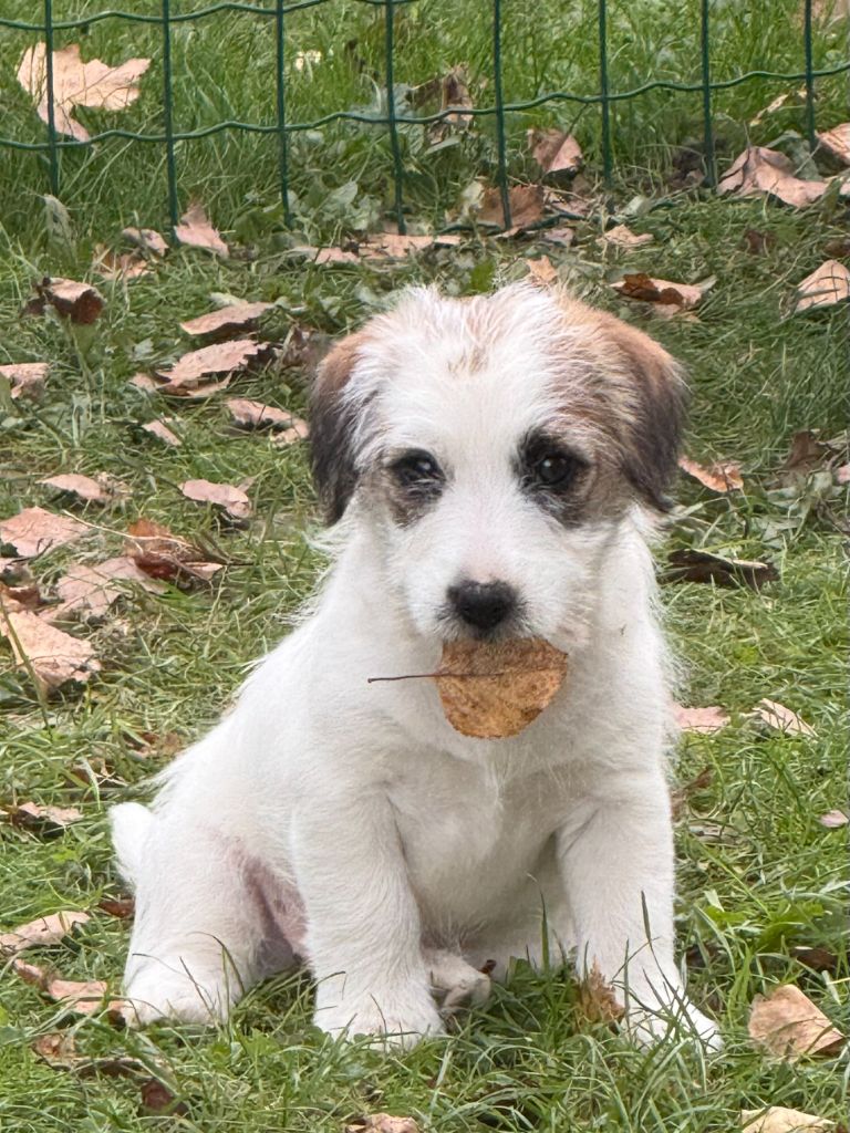 De L'oelenberg - Jack Russell Terrier - Portée née le 29/07/2025